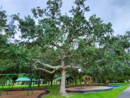 Joe A. Tambrella Park tree